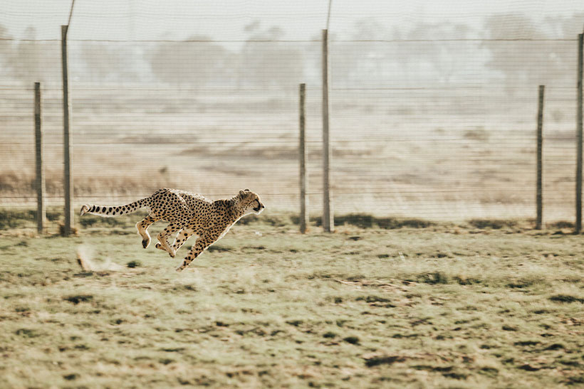 Cheetah sprinting.