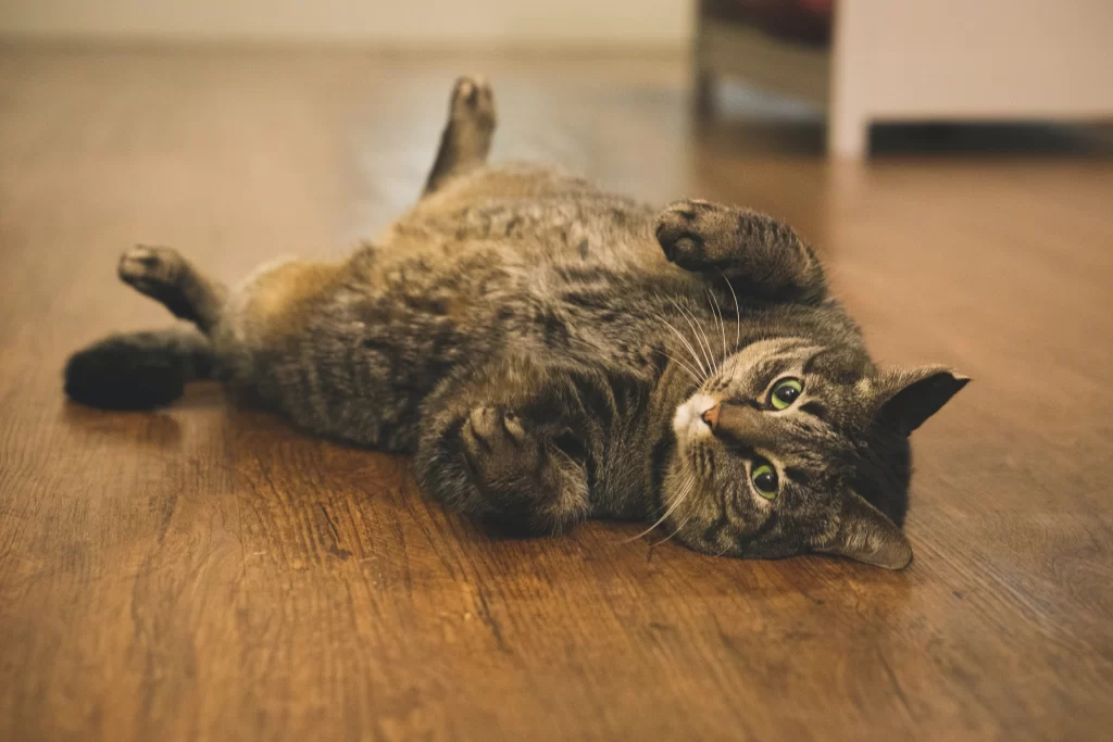 An adult tabby cat with green eyes laying on their back on a hardwood floor. They are looking at the camera with a relaxed expression. 